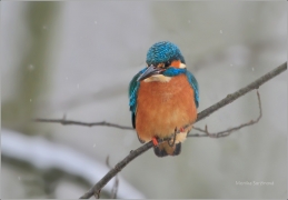 <p>LEDŇÁČEK ŘÍČNÍ (Alcedo atthis) Šluknovsko ----- /Common kingfisher - Eisvogel/</p>